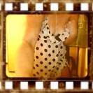 IvyDiamond IvyDiamond